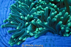 HIDE AND SEEK
Pink anemonefish
Tulamben Bali by Mickle Huang 